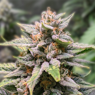 Discovering Quebec Cannabis Seeds A Comprehensive Guide Discovering Quebec Cannabis Seeds A Comprehensive Guide