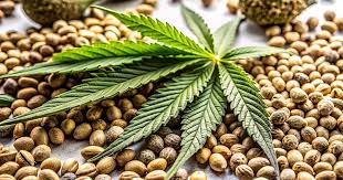 Discovering Quebec Cannabis Seeds A Comprehensive Guide Discovering Quebec Cannabis Seeds A Comprehensive Guide